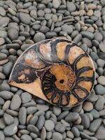 ? แอมโมไนต์ ฮีมาไทต์ แบบตัดครึ่ง ซีกเดียว
( Hematite Ammonite )
เป็นฟอสซิลลวดลายสวยเหมือนใบเฟริน์ เป็นแร่ฮีมาไทต์ หรือเหล็กแดงเข้าเนื้อ 

?️ แหล่ง โมร๊อคโค
⛏ น้ำหนัก 16 กรัม