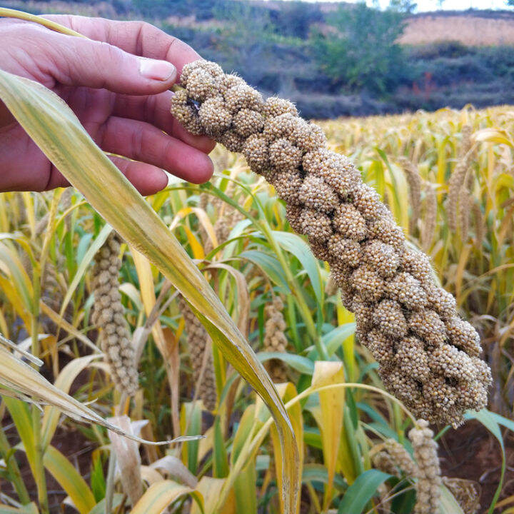 Shanxi Grains Changzhi Sheep Manure Planting Xinjin Valley No. 21
