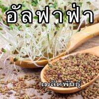 เมล็ดอัลฟัลฟา (Alfalfa) ปลอดสาร อัตราการงอก 90-99 %