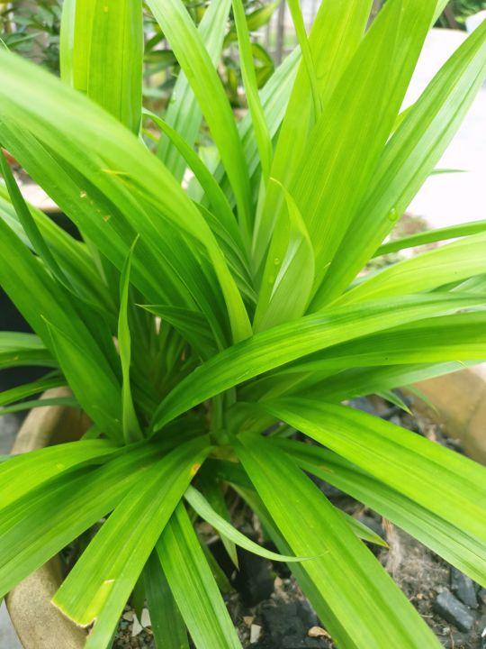 Screwpine leaves/ Pandan leaves/pandan wangi (班兰叶)/ 七葉蘭/Pandanus ...