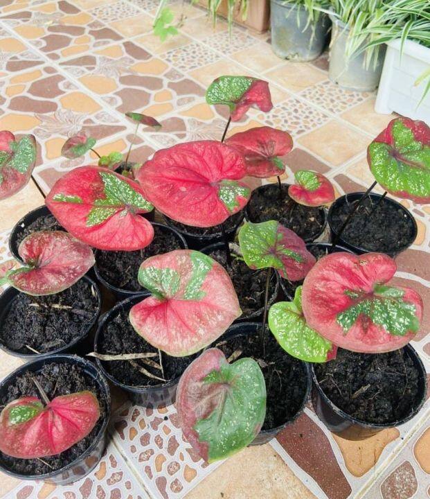 บอนสีพระนครแดง-phanakorn-caladium-ตอนนี้-บอนสีพระนคร-กระถางขนาด-4-นิ้ว