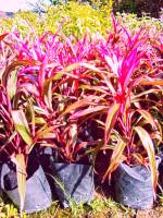 ต้นหมากผู้หมายเมีย (Cordyline Plant) เป็นต้นไม้มงคล คนโบราณเชื่อว่าหากบ้านใดปลูกต้นหมากผู้หมายเมียไว้เป็นไม้ประจำบ้านจะทำให้มีความอยู่เย็นเป็นสุข ...