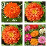 เมล็ดพันธุ์ ดอกบานชื่น แคคตัส สีส้ม (Zinnia Cactus elegans) บรรจุ 60 เมล็ด