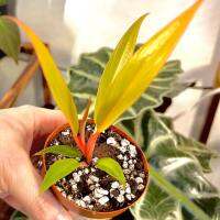 Philodendron Caramel Marble ล๊อตลุ้นด่าง อนุบาลมากกว่า 2เดือน