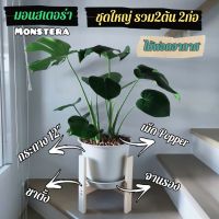 ?? ต้นมอนสเตอร่า Monsteraชุดใหญ่ 2ต้น 2กอ พร้อมกระถาง12"+จานรอง+เม็ดPopper+ขาตั้ง