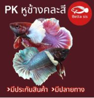 ปลากัด Pkหูช้าง ชาย คัดเกรด มีประกันสินค้า