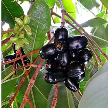 FREE SHIPPING Duhat Or java plum seedling plant 13