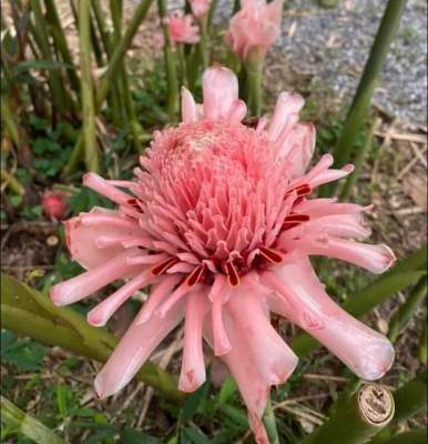 ดาหลาสีชมพู1ต้นกล้า เบบี้เล็กประมาณ10ซม.สมุนไพรดอกไม้ประดับหายาก