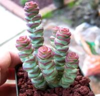 คลาสชูล่าหนอนน้อย Crassula Marnieriana