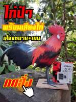 ไก่ป่า ไก่ป่าตัวผู้ พร้อมเสียง ไก่ป่าปลอม สายป่าห้ามพลาด