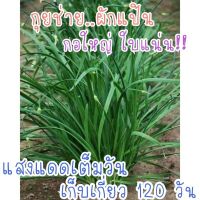 เมล็ดกุชช่าย240-270เมล็ดโปรโมชั่น3แถม1