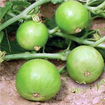 น้ำเต้า มินิ เมล็ดพันธุ์น้ำเต้ามินิ  Bottle Gourd Mini Seeds ราคาถูก