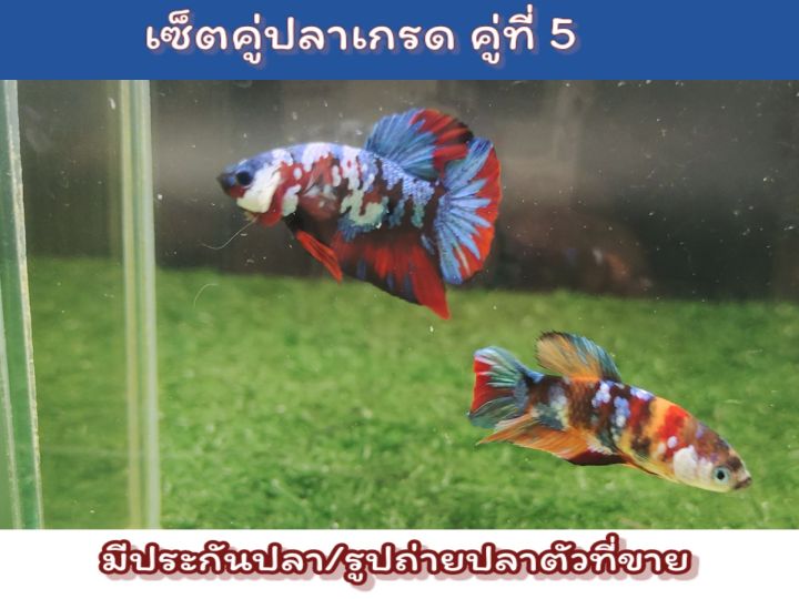 ปลากัดเซ็ตคู่เกรด-a-พ่อพันธ์แม่พันธ์ตัวโต-แข็งแรง-พร้อมรัด-ขนาด1-5-นิ้ว-ถ่ายจากปลาที่ขายดูปลาชัดๆในคลิป-เลือกคู่ปลาในรายการสินค้า