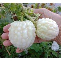 เมล็ดพันธุ์ มะระหัวใจ สีขาว (White Valentine gourd) บรรจุ 4 เมล็ด เนื้อฟูหนา ขมน้อย ทานดิบได้ไม่เหม็นเขียว