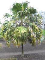 เมล็ดปาล์มสะดือเขียว​ (Thrinax parviflora )​  30​ เมล็ด​ 150​ บาท
