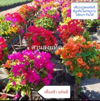 เฟื่องฟ้า เสียบยอดแฟนซี Bougainvillea ดอกกระดาษ Paper flower ดอกเฟื่องฟ้า ต้นเฟื่องฟ้า ต้นดอกเฟื่องฟ้า แฟนซีต้นใหญ่กระถาง11นิ้ว สวนลุงแท็ค