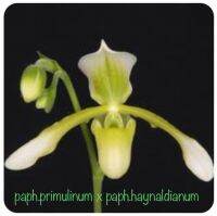 กล้วยไม้รองเท้านารี Paphiopedilum Primulinum x Haynaldianum ใครไม่ซื้อถือว่าพลาดจริงๆ  ต้นสมบูรณ์และสวยมากๆเลยค่าคุณลูกค้า  เป็นไม้เมล็ด ปลูกในกระถางขนาด 6 นิ้ว