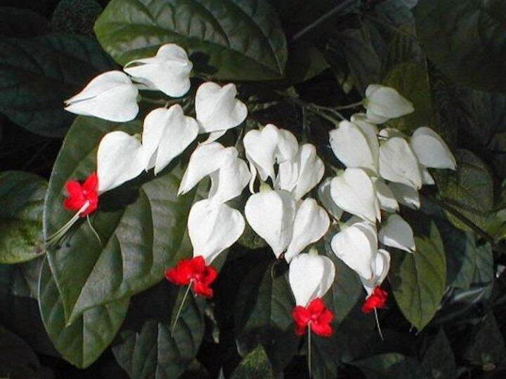 Bleeding Heart Vine with FREE fertilizer and pot Lazada PH