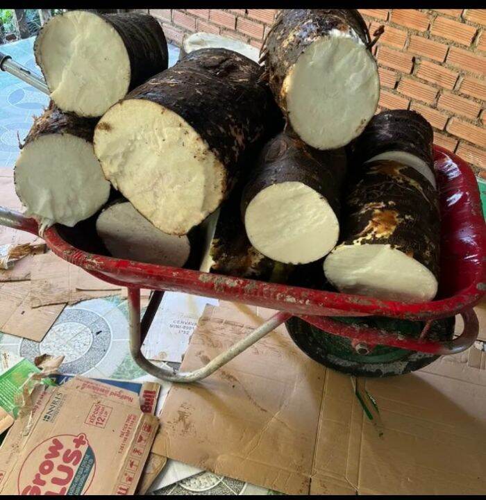 4 khúc ( đoạn) CỦ BẠC HÀ NÚI LÂU NĂM HÀNG ĐÀO như hình. | Lazada.vn