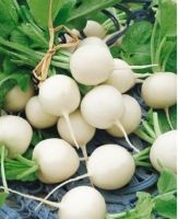 เมล็ดพันธ์ุ แรดิช สีขาว (White Radish Seed) บรรจุ 50 เมล็ด