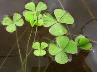 ผักแว่น-ผักแว่นน้ำ-ผักพื้นบ้านสรรพคุณ-ไม่ธรรมดา