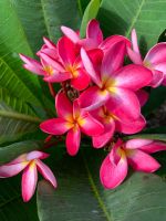 ต้นลีลาวดีแคระ ลีลาวดี แดงดก ออกดอกสีชมพูกลางดอกสีเหลือง (Plumeria rubra L. ) ดอกมีกลิ่นหอมอ่อนๆละมุนๆ กลีบดอกหน้าออกดอกเป็นช่อพุ่มใหญ่   สูงประมาณ 45-55 ซม. จัดส่งในกระถาง 10 นิ้ว โตเต็มที่สูง 1.5 ม. ขนาดต้นที่ส่ง ต้นแข็งแรงสมบูรณ์รากแน่น