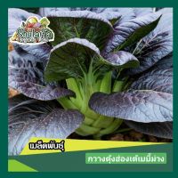 5แถม1เมล็ดพันธุ์กวาวงตุ้งฮ่องเต้ม่วง 100-200เมล็ด เมล็ดกวางตุ้งเบบี้สีม่วง เมล็ดพันธุ์ผักสวนครัว เมล็ดพันธุ์ผักต่างประเทศ เมล็ดผักกวางตุ้งสีม่วง