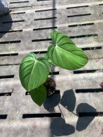 Philodendron Mcdowell กระถาง 8 นิ้ว ส่งพร้อมกระถาง