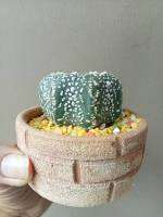 แอสโตรไฟตัมทรงฟักทอง (Astrophytum)