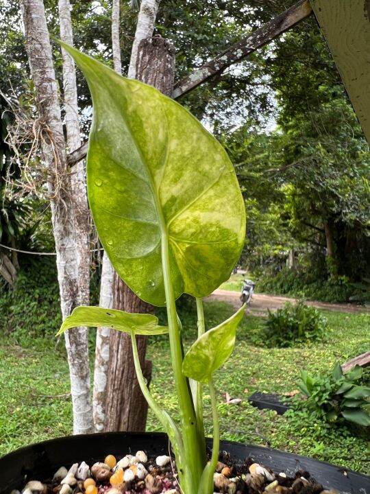 บอนหูช้างด่างเหลือง-alocasia-gageana-aurea-variegated-เลือกต้นได้