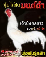 ไข่เชื้อไก่ชน พม่าม้าล่อ พม่าเเข้งหน้า  เจ้ามังกรขาว ร้านจัดส่งไว