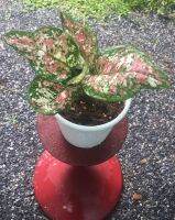 อัญมณี3สี Aglaonema ‘Alexandrite’เป็นต้นไม้ที่เสริมด้านเงินทอง ความร่ำรวย มาพร้อมกระถางเนื้อดี 6 นิ้วสีขาว+จานรอง