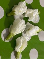 เมล็ดดอกอัญชัญสีขาวกรีบหลายชั้นชุดละ 30 เมล็ดสินค้าพร้อมส่งสนใจกดสั่งได้เลยค่ะ