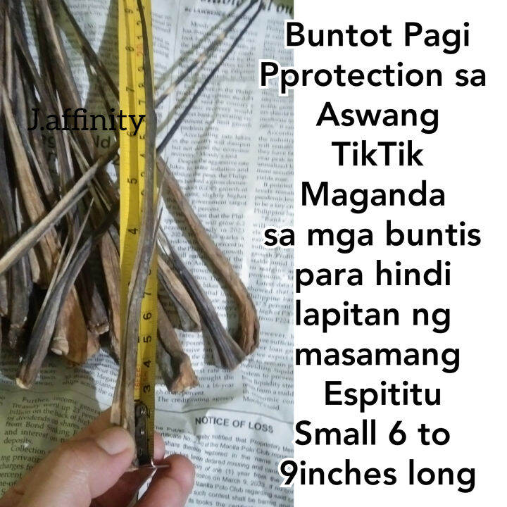 Display Buntot Pagi Small 7 to 11 inches long pangontra sa masamang
