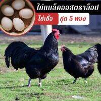 ไข่เชื้อไก่แบล็คออสตราล็อป ชุด 5 ฟอง