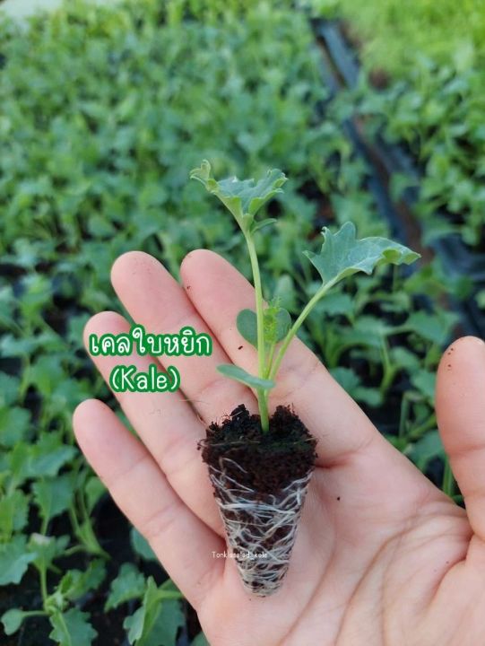 ต้นกล้าผักเคล-kale-ต้นกล้าผักพร้อมปลูก