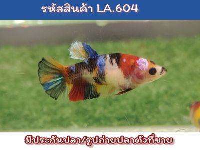 ปลากัดนีโม่เพศเมีย ไข่แน่นๆพร้อมรัด ขนาด1.4-1.5 นิ้ว