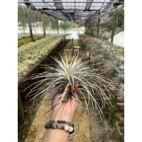 Tillandsia Houstan (ฮูสตัน)