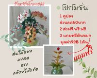 ของขวัญของฝาก ต้นหยกมงคลรวมสีทรงกล้วยไม้