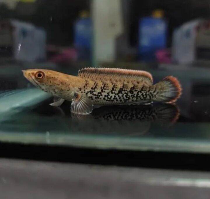Keperluan aquarium pellet stewarty lincah ukuran 78cm Lazada Indonesia