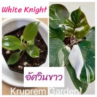 [ส่งฟรี] white knight ไวท์ไนท์ อัศวินขาว ฟิโลเดนดรอน philodendron ไม้เนื้อเยื่อ อนุบาลแล้ว ทักแชทเลือกต้นได้