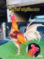 ไข่ไก่ชนเปรู เลือด 100 !!! พร้อมส่ง!