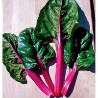 เมล็ดพันธุ์ สวิสชาร์ด มาเกนต้า ซันเซ็ท (Magenta Sunset Swiss Chard Seed) =15เมล็ด