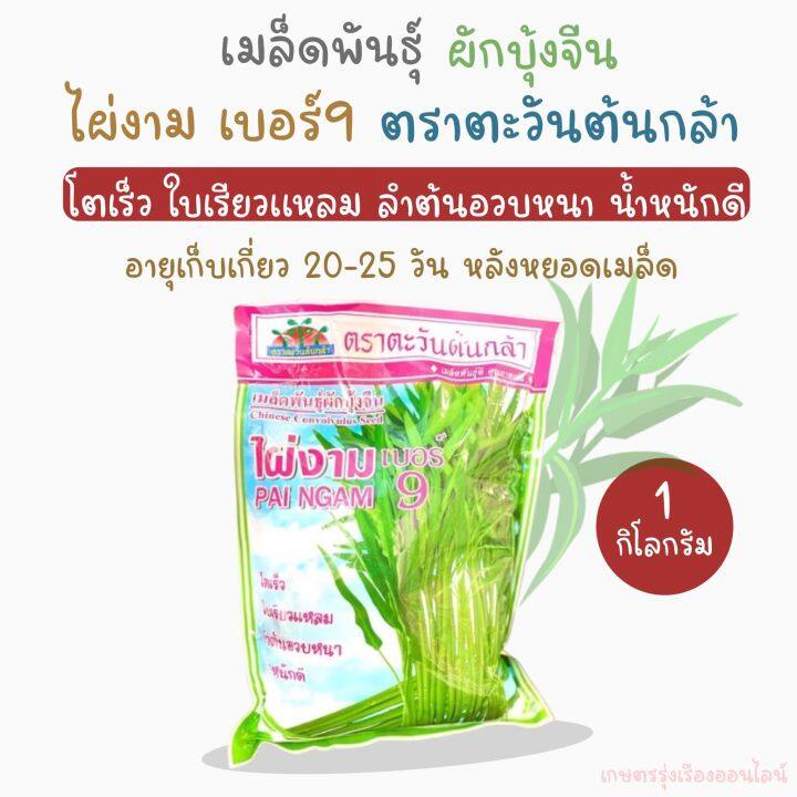 เมล็ดพันธุ์ผักบุ้งจีน-ไผ่งามเบอร์9-ตราตะวันต้นกล้า-ปริมาณ-1-กิโลกรัม