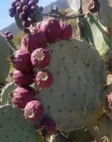 กระบองเพชรทานใบทานผลได้ สายพันธุ์ Opuntia Robusta Giant แพดตัดสด ต้นชำ  สมบูรณ์ แพดกลมสวย