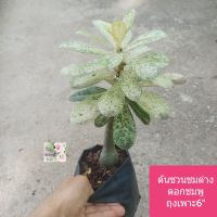 ต้นชวนชมใบด่าง ชวนชมด่าง ดอกสีชมพู Desert Rose/ Adennium Obesum
ถุงเพาะ 6"
เป็นต้นไม้มงคล
ฟอกอากาศได้
ทนแล้ง
ปลูกง่าย
ภาพถ่ายจากของจริง