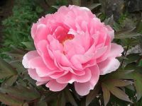 เมล็ดพันธ์ุ ดอกโบตั๋น หรือ พิโอนี สีชมพู ( Rare Chinese Peony Seed: Pink) บรรจุ 3 เมล็ด