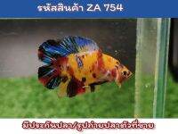 ปลากัดนีโม่สองหาง (DT) เพศผู้ ปลารุ่นขนาด1.4 นิ้ว ยังโตและสีสดได้อีก