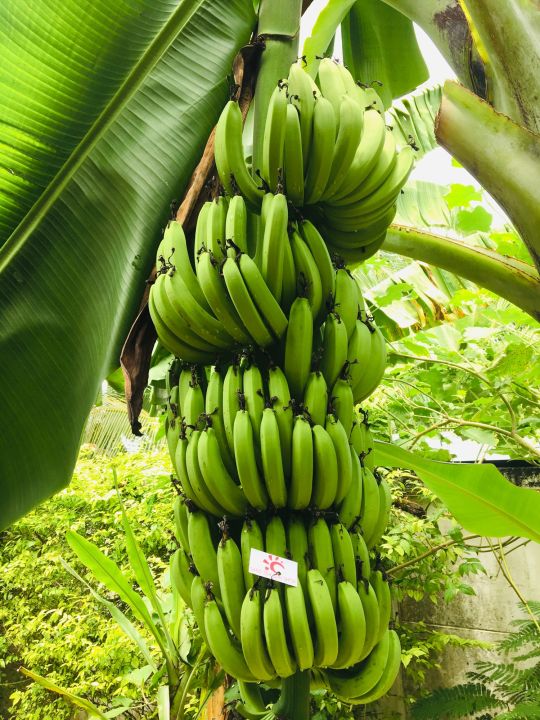 หน่อกล้วยหอมทอง-พันธุ์เกษตร-1-หน่อ-สายพันธุ์อินโดนีเซีย-แถมฟรีปุ๋ยขี้ไก่อัดเม็ด-1-กิโลกรัม