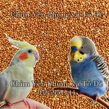 Stream Chim yến phụng ăn gì? Giá bao nhiêu? Cách nuôi chim by Gà Chọi Việt  | Listen online for free on SoundCloud